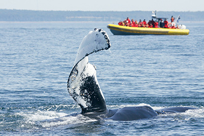 Croisière aux baleines Zodiac Aventure 2h à Tadoussac