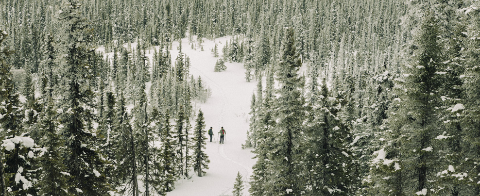 Grand plan de skieurs sur piste entourée de forêt