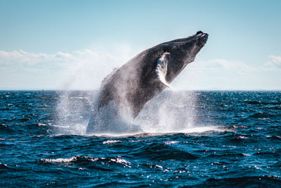 Saviez-vous que le meilleur site d'observation des baleines au monde se trouve ici au Québec?