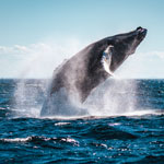 Saviez-vous que le meilleur site d'observation des baleines au monde se trouve ici au Québec?