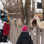 Découvrez les animaux du Zoo de Granby dans un décor hivernal féerique