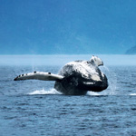 Québec, porte d’entrée vers les baleines