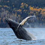 Un automne à la rencontre des baleines du Saint-Laurent