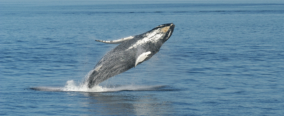 Viens voir les baleines dans le fleuve St-Laurent cet été!