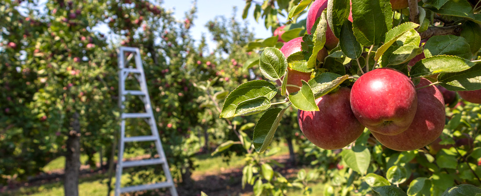 18 vergers à découvrir pour la cueillette des pommes au Québec