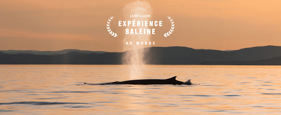Vivez la meilleure expérience baleine au monde!