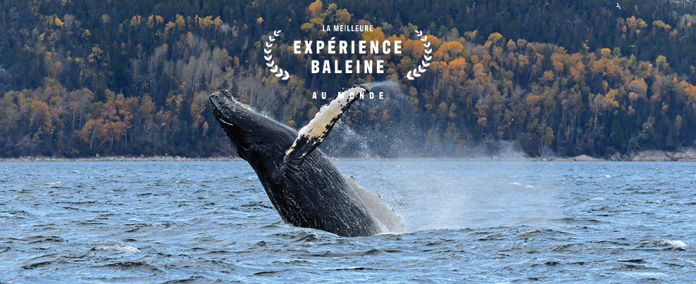 Vivez un automne hors du commun avec l’observation des baleines!