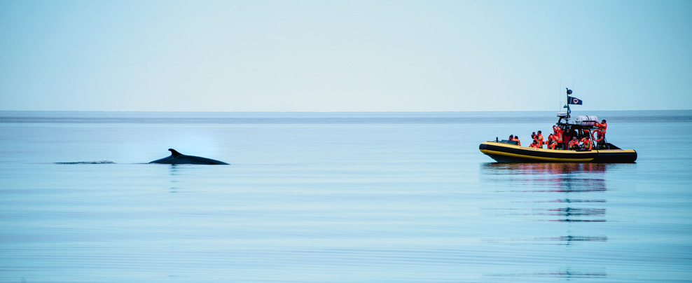 Viens voir les baleines dans le parc marin du Saguenay–Saint-Laurent cet été!