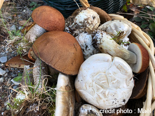 Découvrez les champignons forestiers du Bas-Saint-Laurent - Bas-Saint-Laurent