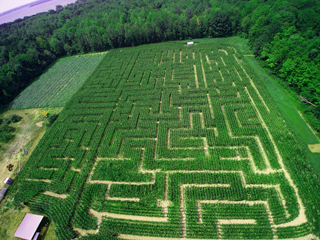Labyrinthe de maïs géant du Verger Labonté