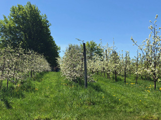 Vergers Frear Orchard - Montérégie