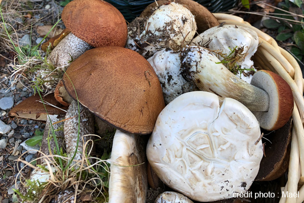 Découvrez les champignons forestiers du Bas-Saint-Laurent
