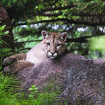 Visite du Zoo sauvage Saint-Félicien