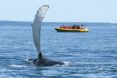 Passeport Croisière aux baleines de 2,5h en Zodiac 