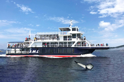 Passeport Croisière aux baleines en bateau d'observation