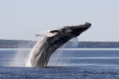 Passeport Croisière aux baleines avec accès à la passerelle privée
