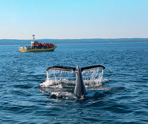 Laissez-vous guider jusqu’aux baleines par Croisières AML