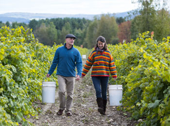 Participez aux vendanges sur La Route des vins de Brome-Missisquoi, Crédit photo: Jean-François Bergeron