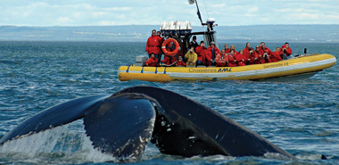 Observation des baleines, crédit photo Croisières AML Marc Loiselle