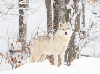 Loup arctique Parc Oméga