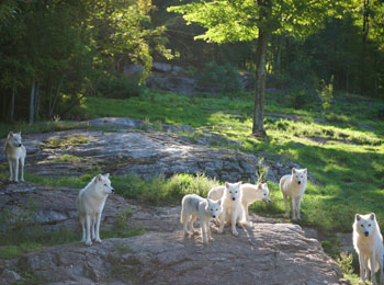 Séjournez auprès des loups au Parc Oméga!