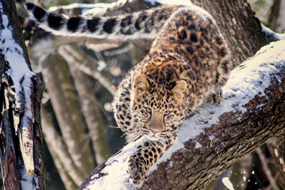 Faites comme les léopards des neiges : profitez de l’hiver au Zoo de Granby!