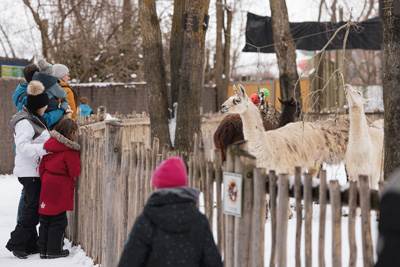 Découvrez les animaux du Zoo de Granby dans un décor hivernal féerique
