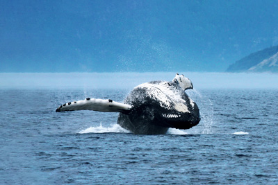 Québec, porte d’entrée vers les baleines