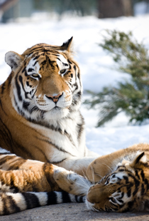 Tigres en hiver, crédit photo Zoo de Granby