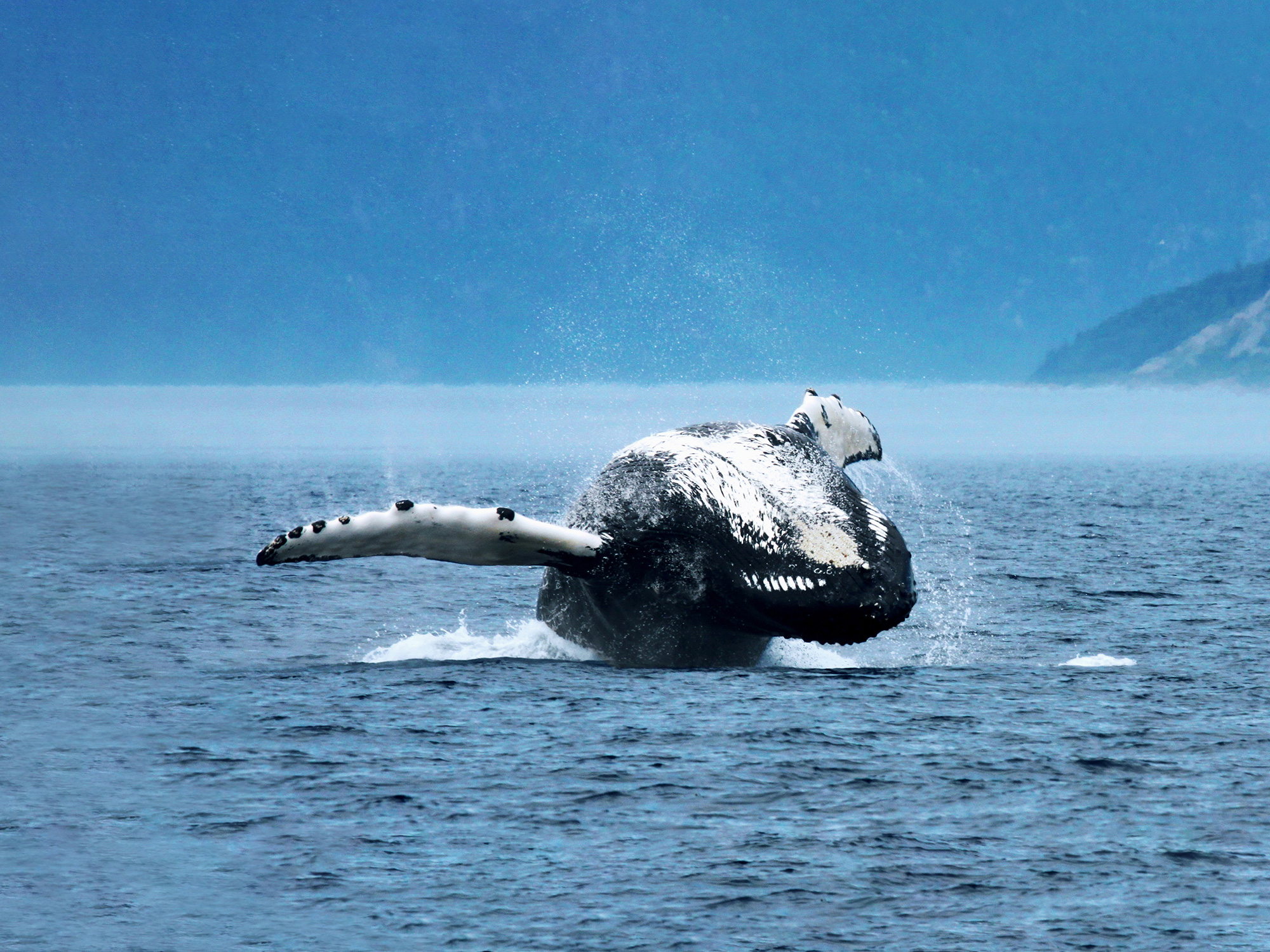 Baleine bondissant hors de l’eau