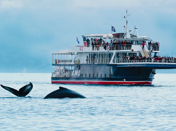 Baleine parc marin saguenay st laurent