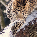 Faites comme les léopards des neiges : profitez de l’hiver au Zoo de Granby!