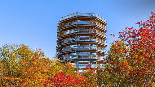 Aerial courses, mushroom foraging and more: how to enjoy the outdoors this fall